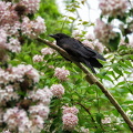 A huge raven resting in the Jardin du Luxembourg